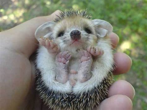 Baby Hedgehog Teh Cute