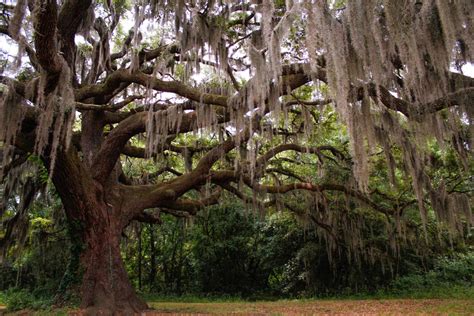 The Famous Spanish Moss Tree Of Southeastern America Smithsonian