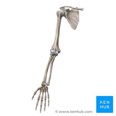 Movements of the human shoulder represent the result of a complex dynamic interplay of structural bony anatomy and biomechanics, static ligamentous and tendinous restraints, and dynamic muscle forces. Arm and shoulder anatomy: Bones, muscles and nerves | Kenhub