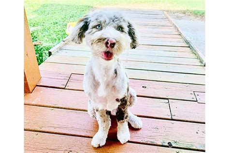33 Cute Aussiedoodle Haircut Ideas All The Different Types And Styles