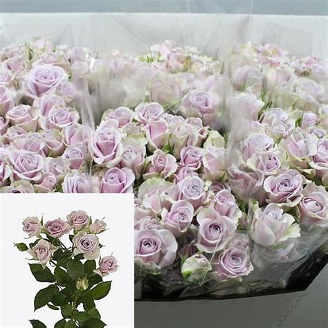 ROSE SPRAY SILVER SHADOW 60cm Wholesale Dutch Flowers Florist