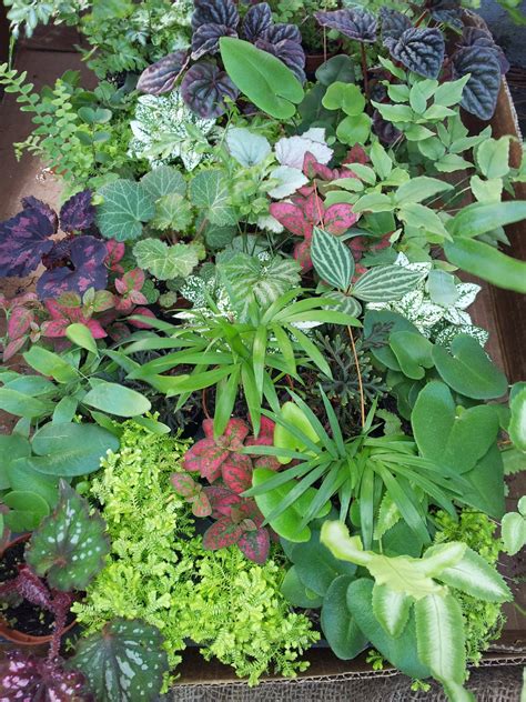 I really love my succulent terrarium and fairy garden plants. Terrarium Foliage Plants | HydroPro Sales Inc