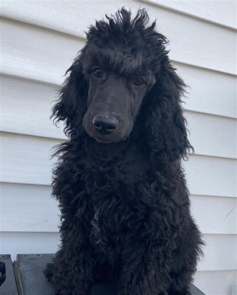 Our poodles are well adjusted, raised underfoot, no kennels outside. Standard Poodle Puppies For Sale | 84th Avenue, Allendale ...