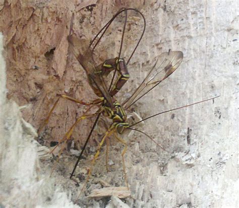 Giant Ichneumon Whats That Bug