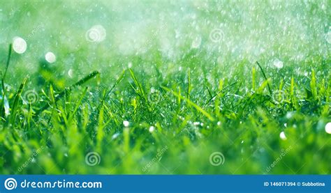 Grass With Rain Drops Watering Lawn Stock Photo Image Of Freshness