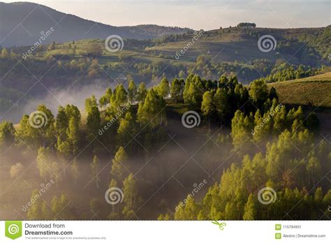 Spring Foggy Morning At The Forest Edge Stock Image Image Of Romania