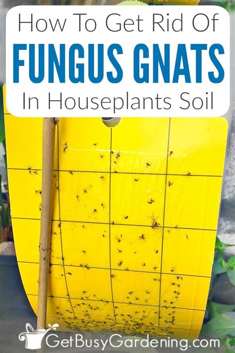 How To Get Rid Of Fungus Gnats In Houseplants Soil Gnats