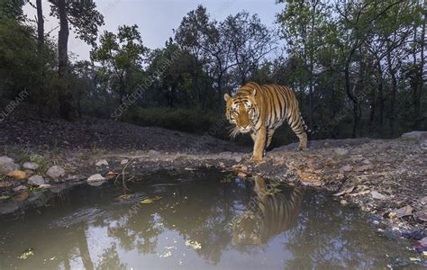 Bengal Tiger Male Approaching Waterhole Stock Image C0496195