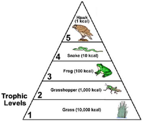 Trophic Level Means