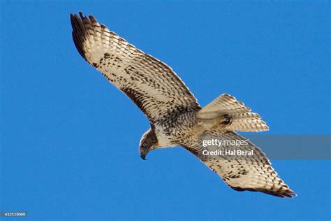 Redtailed Hawk In Flight Photo Getty Images