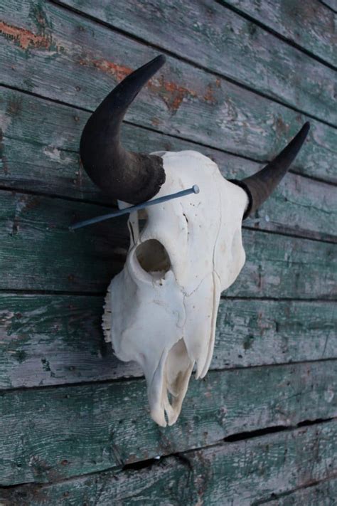 Natural Bison Skull Bison Du Nord