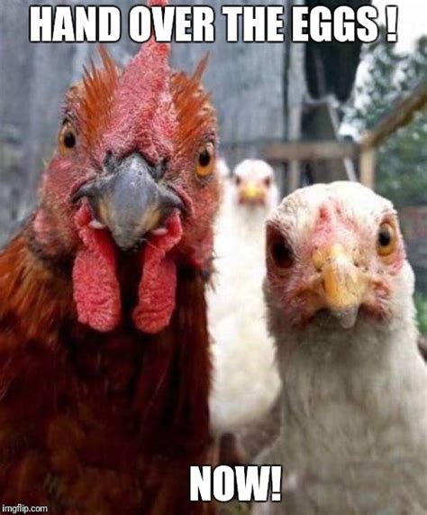 Funny Chicken Memes