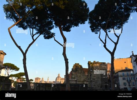 Stone Pine Trees Next To The Forum In Rome Italy Stock Photo Alamy