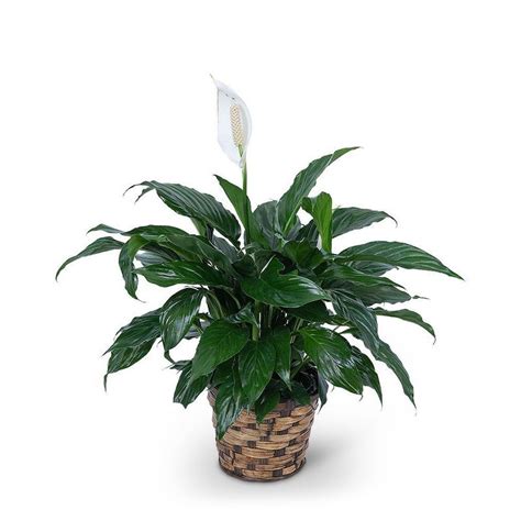 Peace Lily Plant Canonsburg Florist Malone Flower Shop Local Flower