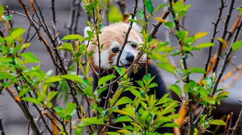 Download Wallpaper 3840x2160 Red Panda Animal Tree Branches Leaves