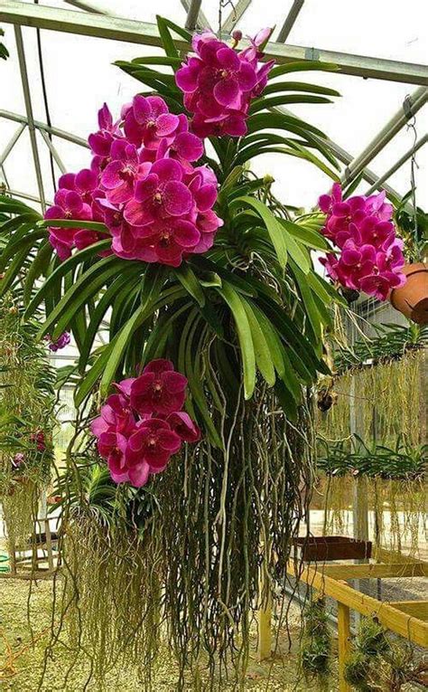 Beautiful Diy Hanging Orchids Ideas 11 Hanging Orchid Beautiful Orchids Vanda Orchids