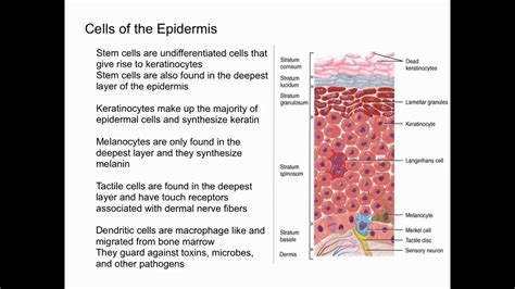 Which Of The Following Gives Rise To The Skin Cells