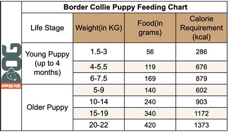 Border Collie Feeding Chart How Much To Feed Wewantdogs
