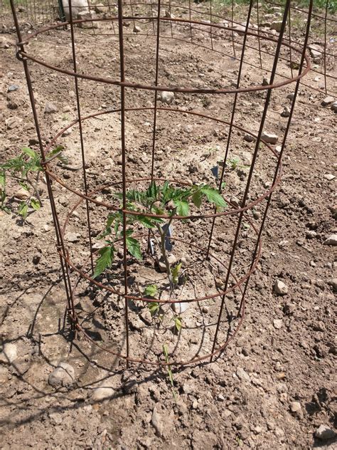 Make Your Own Tomato Cages 4 Steps With Pictures Instructables