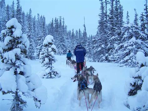 Photos Of Discover Dog Sledding In Lapland