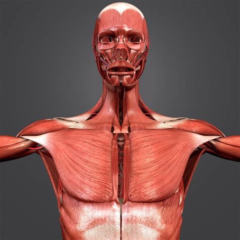 Human Muscle Anatomy 3d