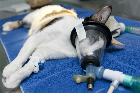 Nasal Catheter In Cats Procedure Efficacy Recovery Prevention Cost