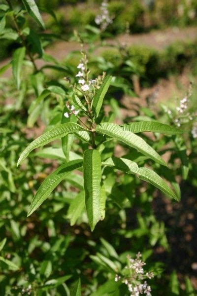 Plantes Et Herbes Aromatiques La Verveine Odorante