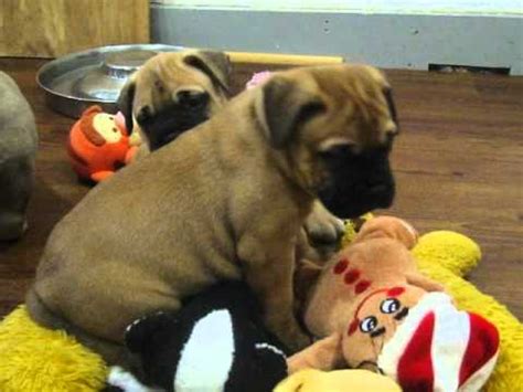 How to make weaning easier. Bullmastiff Puppies at 6 weeks old - YouTube