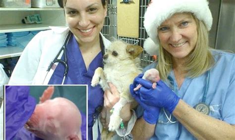 Miracle Puppy Declared Stillborn At Aurora Animal Shelter In Colorado