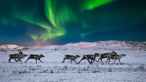 Wild Reindeer Bing Wallpaper Download