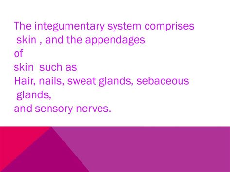 Ppt Integumentary System Powerpoint Presentation Free Download Id