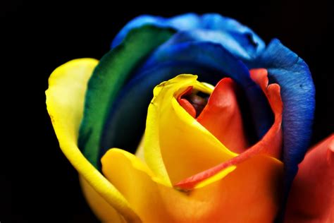 Gousicteco Neon Rainbow Roses Wallpaper Images