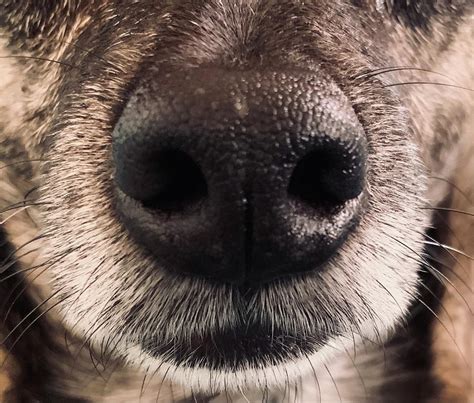 Dramatic Wolf Nose Closeup Photograph By Pupcorn Pop Pixels