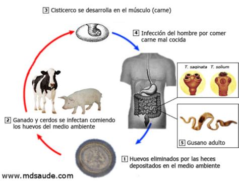 Parasitología Taenia Solium Ciclo De Vida