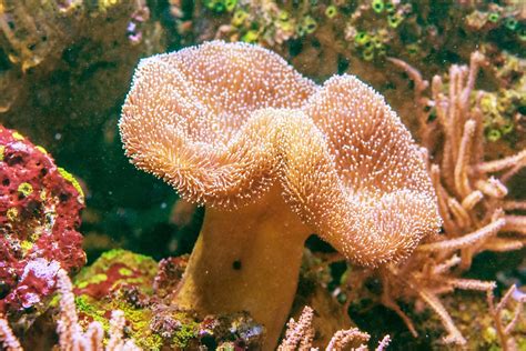 Keeping Toadstool Leather Corals Coral Education Algaebarn
