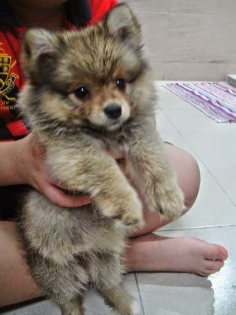 These big dogs don't shed, or at least, not as much as your average pup. 16 Things Only People Who Have Small Dogs Will Get