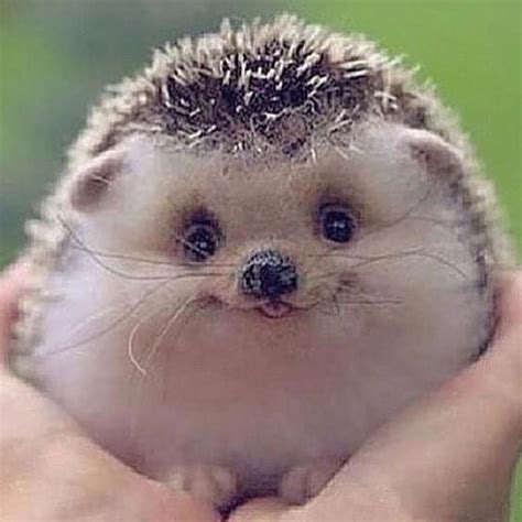 Pin Von Helen Mcdowell Auf Hedgehog Happiness Süße Tiere Lachende