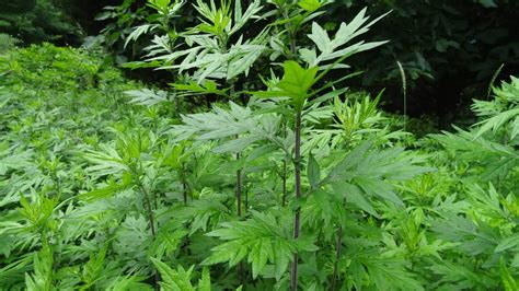 Mugwort Artemisia Vulgaris Also Known As Common Wormwood Is A Very