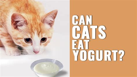 It's thicker because the whey has been strained out. Can Cats Eat Yogurt? Must Know Facts On Yogurt For Cats ...