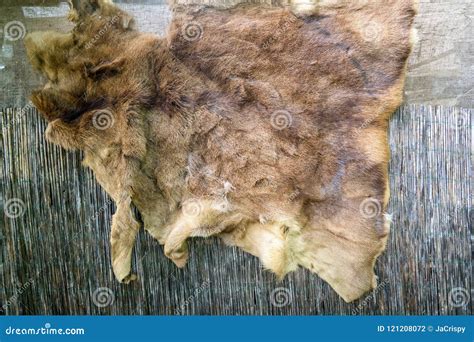 Wild Animal Fur Hanging On The Wall Outside Stock Photo Image Of Home