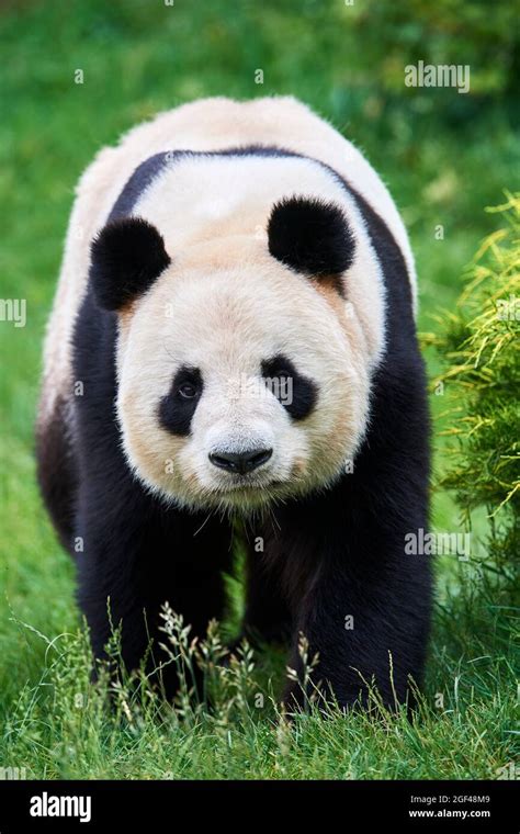 Giant Panda Male Portrait Ailuropoda Melanoleuca Captive Zoopark