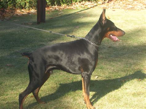 Standing Strong Animals Dogs Doberman Eace H U M A N