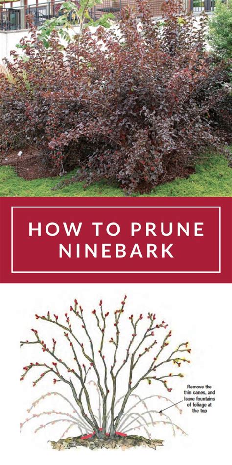 A burning bush is a gorgeous landscape plant, it's very hardy and it's very easy to take care of. How to Prune Ninebark | Fine gardening, Ninebark shrub, Plants