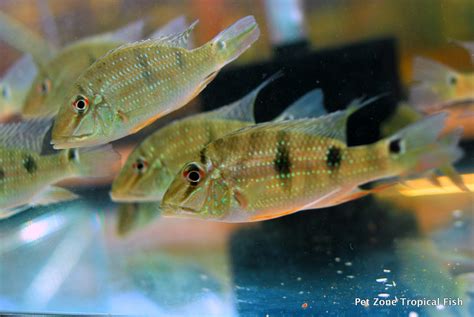 Newly Arrived Stock Of South American Fish Pet Zone Tropical Fish