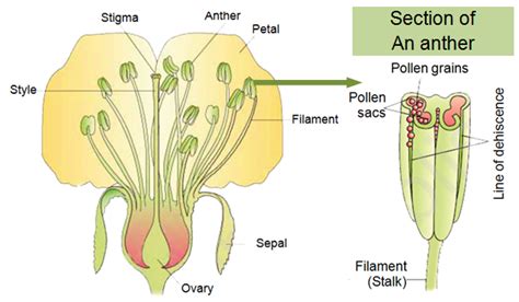 Sexual Reproduction In Flowering Plants Notes Class 12 Part 1 Structure Of A Flower