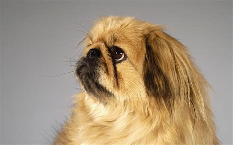 Download Wallpapers Pekingese Close Up Fluffy Dog Cute Dog Pets