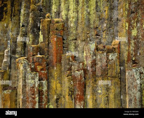 Lichen Covered Columnar Basalt At Soda Springs On The North Umpqua