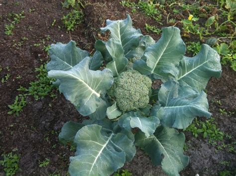 Image Detail For Growing Broccoli In Florida Florida Organic Farming
