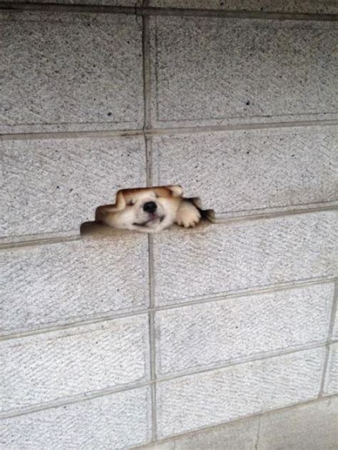 The stall usually happens at around 150°f, nowhere. Adorable Puppy Gets Its Head Stuck In A Wall - Barnorama
