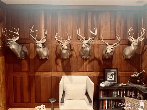 Whitetail Deer Shoulder Mounts Taxidermy